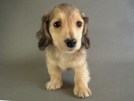 茨城県 H様 チビタ君