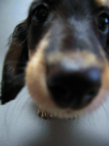 カニヘン 子犬 神奈川県・Y様 カニヘン 子犬 神奈川県・Y様