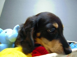 カニヘン 子犬 神奈川県・Y様 カニヘン 子犬 神奈川県・Y様