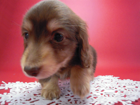 カニンヘン 子犬 チョコ&クリーム 男の子 エルナの赤ちゃん 10/11生まれ カニンヘン 子犬 チョコ&クリーム 男の子 エルナの赤ちゃん 10/11生まれ