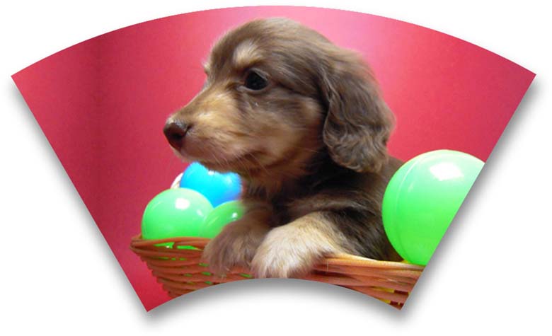 カニンヘン 子犬 チョコ&クリーム 男の子 エルナの赤ちゃん 10/11生まれ カニンヘン 子犬 チョコ&クリーム 男の子 エルナの赤ちゃん 10/11生まれ