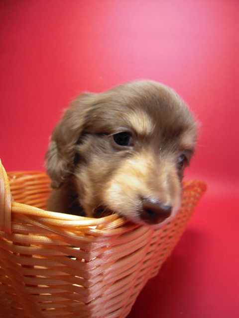 カニンヘン 子犬 チョコ&クリーム 男の子 エルナの赤ちゃん 10/11生まれ カニンヘン 子犬 チョコ&クリーム 男の子 エルナの赤ちゃん 10/11生まれ