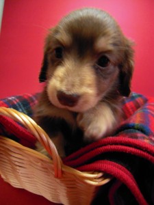 カニヘン　子犬　チョコクリーム　東京都・Ｕ様