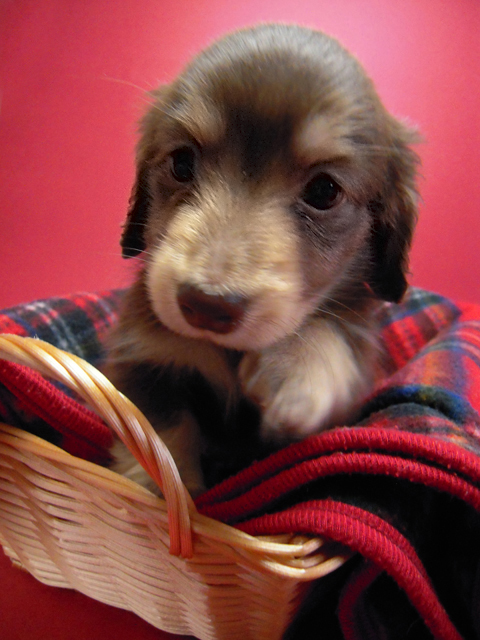 カニンヘン 子犬 チョコ&クリーム 男の子 エルナの赤ちゃん 10/11生まれ カニンヘン 子犬 チョコ&クリーム 男の子 エルナの赤ちゃん 10/11生まれ