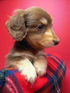 カニヘン　子犬　チョコクリーム　東京都・Ｕ様