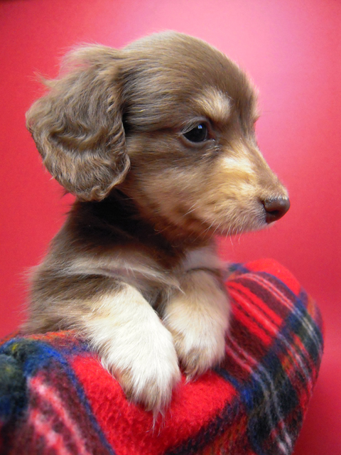 カニンヘン 子犬 チョコ&クリーム 男の子 エルナの赤ちゃん 10/11生まれ カニンヘン 子犬 チョコ&クリーム 男の子 エルナの赤ちゃん 10/11生まれ