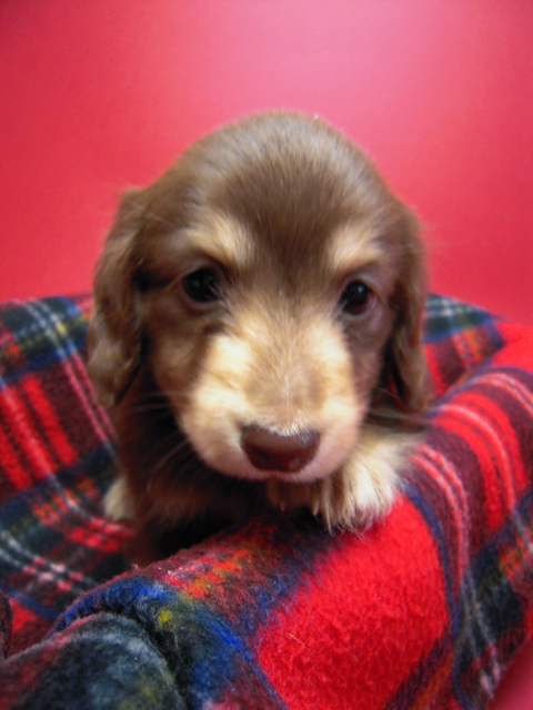 カニンヘン 子犬 チョコ&クリーム 男の子 エルナの赤ちゃん 10/11生まれ カニンヘン 子犬 チョコ&クリーム 男の子 エルナの赤ちゃん 10/11生まれ