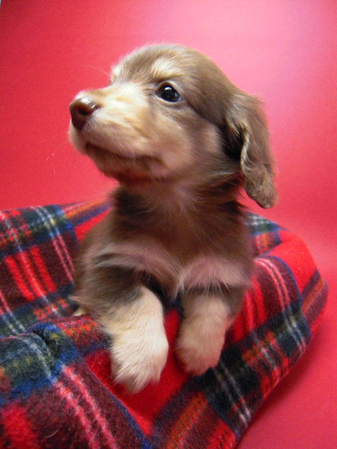 カニンヘン 子犬 チョコ&クリーム 男の子 エルナの赤ちゃん 10/11生まれ カニンヘン 子犬 チョコ&クリーム 男の子 エルナの赤ちゃん 10/11生まれ