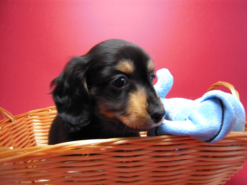 カニンヘン 子犬 ブラック＆タン男の子 エルナの赤ちゃん 10/11生まれ