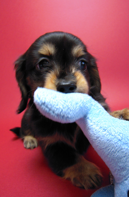 カニンヘン 子犬 ブラック＆タン男の子 エルナの赤ちゃん 10/11生まれ
