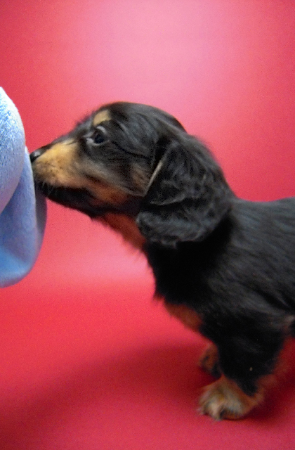 カニンヘン 子犬 ブラック＆タン男の子 エルナの赤ちゃん 10/11生まれ