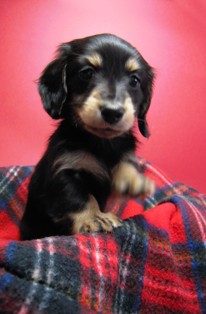 カニンヘン 子犬 ブラック＆クリーム 男の子 エルナの赤ちゃん 10/11生まれ