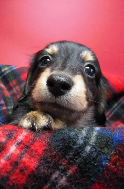 カニンヘン 子犬 ブラック＆クリーム 男の子 エルナの赤ちゃん 10/11生まれ