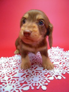 カニヘン 子犬 チョコクリーム 男の子 カニヘン 子犬 チョコクリーム 男の子