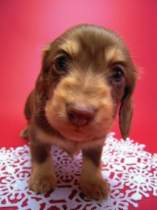 カニヘン 子犬 チョコクリーム 男の子 カニヘン 子犬 チョコクリーム 男の子