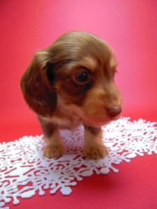 カニヘン 子犬 チョコクリーム 男の子 カニヘン 子犬 チョコクリーム 男の子