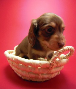 カニヘン 子犬 チョコクリーム 男の子 カニヘン 子犬 チョコクリーム 男の子