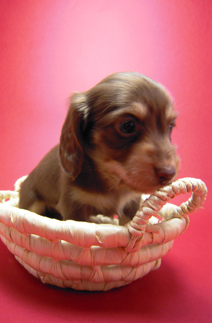 カニンヘン 子犬 チョコ＆クリーム 男の子 ハナビの赤ちゃん 10/21生まれ