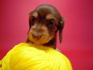 カニヘン 子犬 チョコクリーム 男の子 カニヘン 子犬 チョコクリーム 男の子