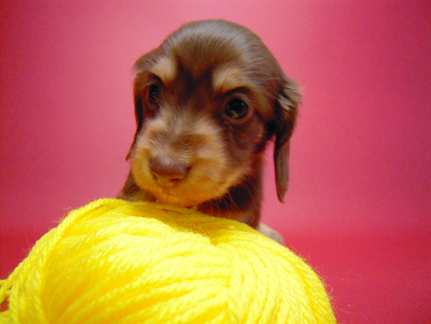 カニンヘン 子犬 チョコ＆クリーム 男の子 ハナビの赤ちゃん 10/21生まれ