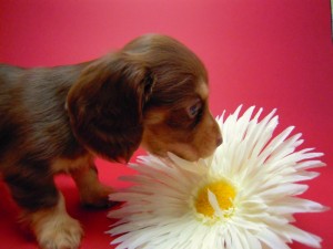 カニヘン 子犬 チョコクリーム 男の子 カニヘン 子犬 チョコクリーム 男の子