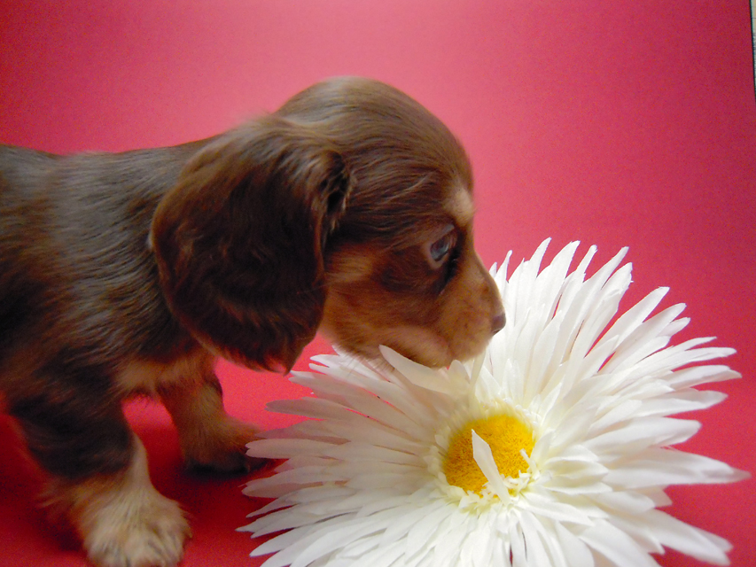 カニンヘン 子犬 チョコ＆クリーム 男の子 ハナビの赤ちゃん 10/21生まれ