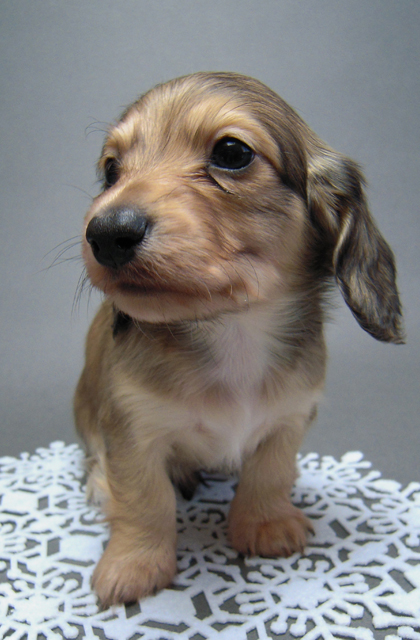 カニンヘン 子犬 シェーデットクリーム 男の子 ハナビの赤ちゃん 10/21生まれ カニンヘン 子犬 シェーデットクリーム 男の子 ハナビの赤ちゃん 10/21生まれ