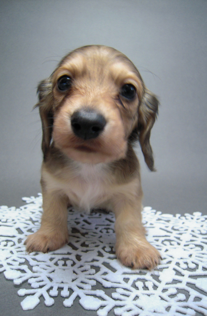 カニンヘン 子犬 シェーデットクリーム 男の子 ハナビの赤ちゃん 10/21生まれ カニンヘン 子犬 シェーデットクリーム 男の子 ハナビの赤ちゃん 10/21生まれ