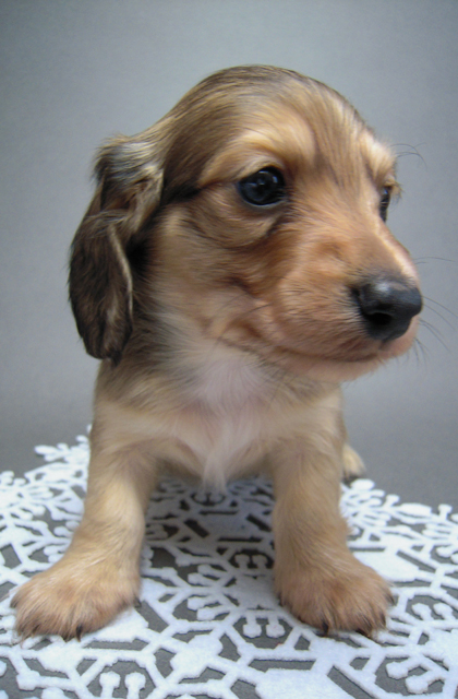 カニンヘン 子犬 シェーデットクリーム 男の子 ハナビの赤ちゃん 10/21生まれ カニンヘン 子犬 シェーデットクリーム 男の子 ハナビの赤ちゃん 10/21生まれ