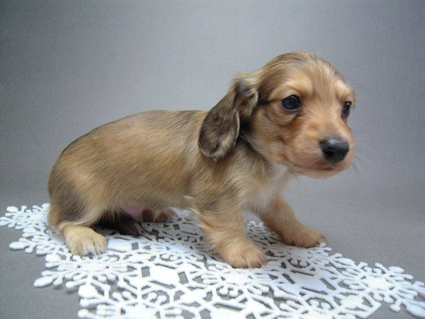 カニンヘン 子犬 シェーデットクリーム 男の子 ハナビの赤ちゃん 10/21生まれ カニンヘン 子犬 シェーデットクリーム 男の子 ハナビの赤ちゃん 10/21生まれ