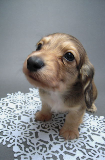 カニンヘン 子犬 シェーデットクリーム 男の子 ハナビの赤ちゃん 10/21生まれ カニンヘン 子犬 シェーデットクリーム 男の子 ハナビの赤ちゃん 10/21生まれ