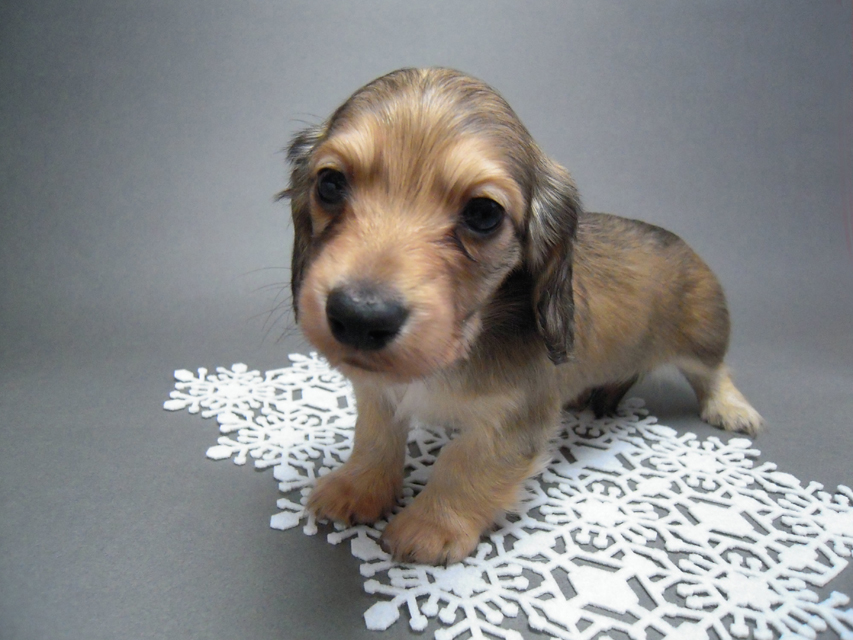 カニンヘン 子犬 シェーデットクリーム 男の子 ハナビの赤ちゃん 10/21生まれ カニンヘン 子犬 シェーデットクリーム 男の子 ハナビの赤ちゃん 10/21生まれ