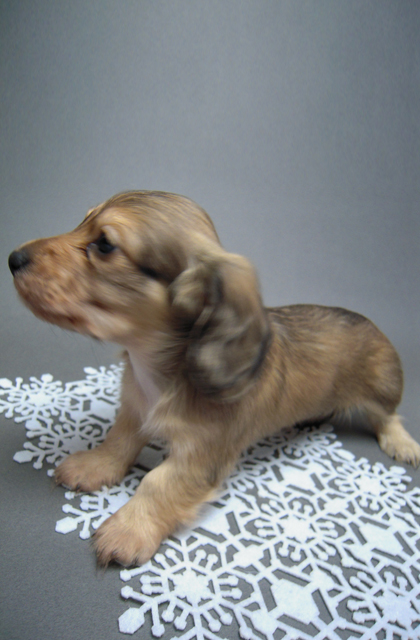 カニンヘン 子犬 シェーデットクリーム 男の子 ハナビの赤ちゃん 10/21生まれ カニンヘン 子犬 シェーデットクリーム 男の子 ハナビの赤ちゃん 10/21生まれ