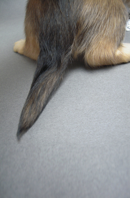 カニンヘン 子犬 シェーデットクリーム 男の子 ハナビの赤ちゃん 10/21生まれ カニンヘン 子犬 シェーデットクリーム 男の子 ハナビの赤ちゃん 10/21生まれ