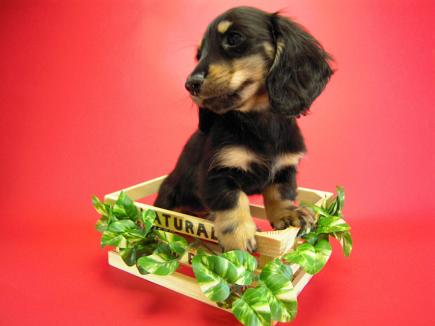 カニヘン 子犬 ブラクリ 神奈川県・Y様 カニヘン 子犬 ブラクリ 神奈川県・Y様