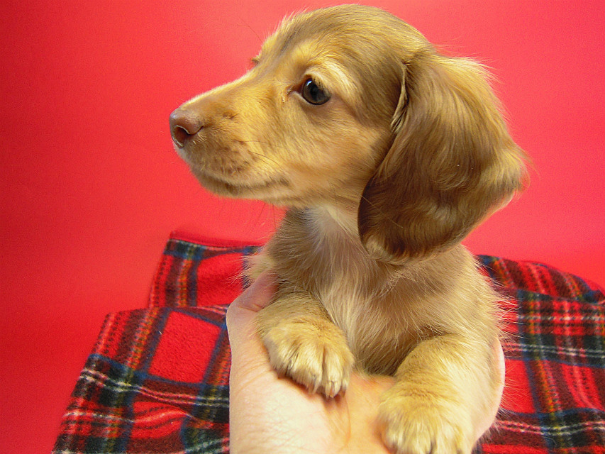 カニヘン 子犬 クリーム男の子 カニヘン 子犬 クリーム男の子