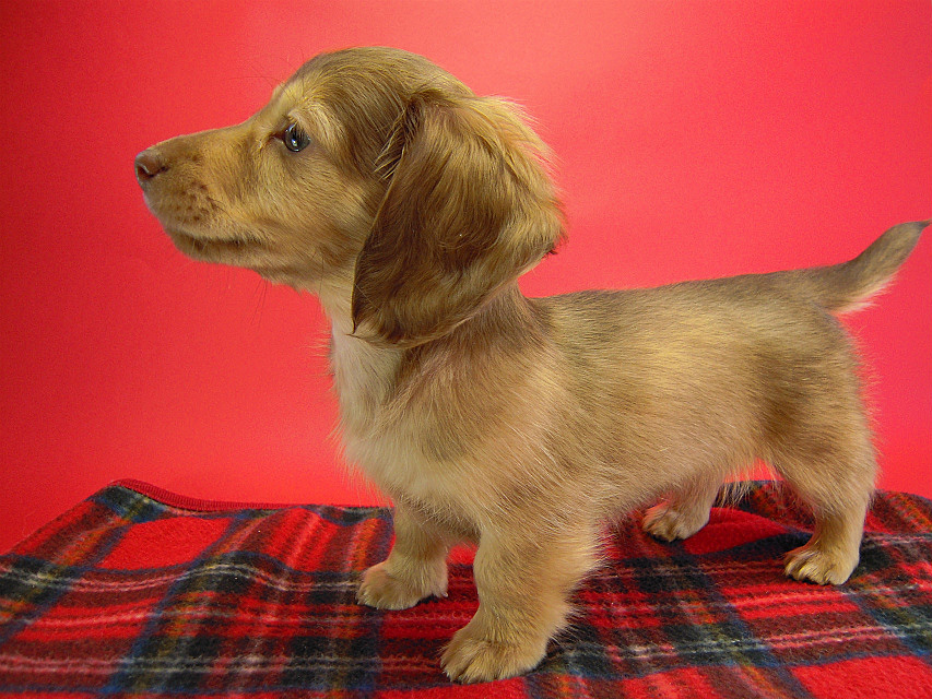 カニヘン 子犬 クリーム男の子 カニヘン 子犬 クリーム男の子