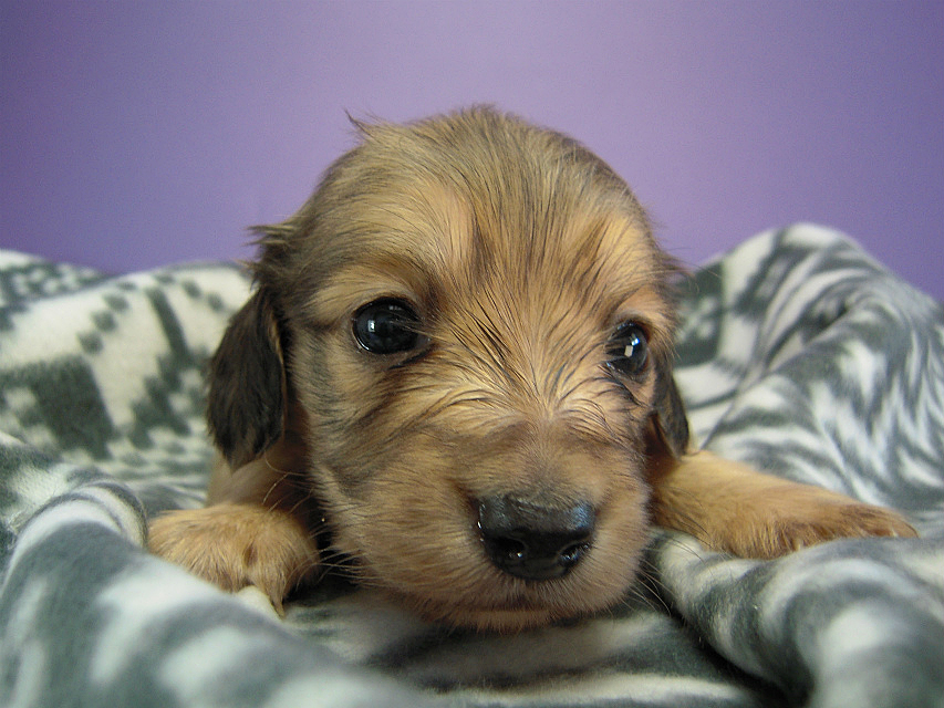 カニヘン 子犬 シェーデットクリーム男の子 カニヘン 子犬 シェーデットクリーム男の子