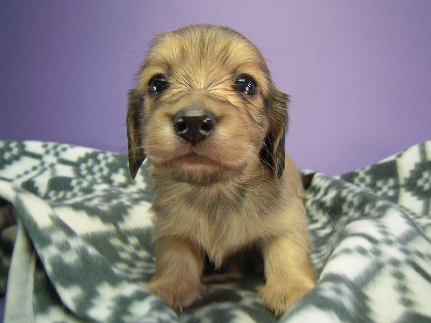 カニヘン 子犬 シェーデットクリーム男の子 カニヘン 子犬 シェーデットクリーム男の子