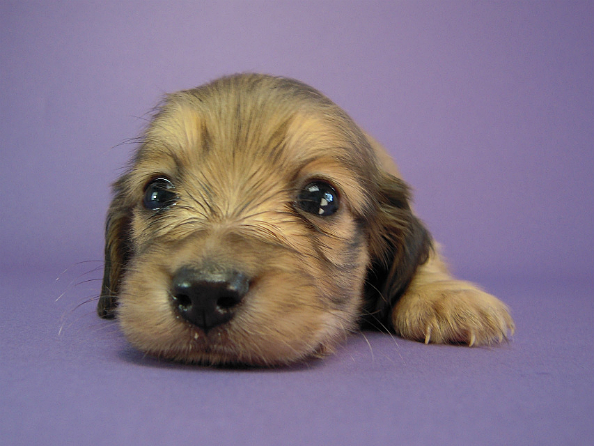 カニヘン 子犬 シェーデットクリーム男の子 カニヘン 子犬 シェーデットクリーム男の子