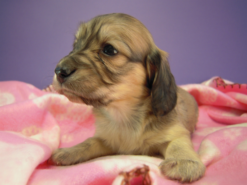 カニヘン　子犬　シェーデットクリーム女の子