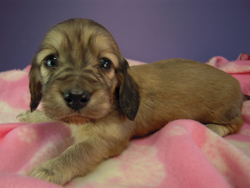 カニヘン　子犬　シェーデットクリーム女の子