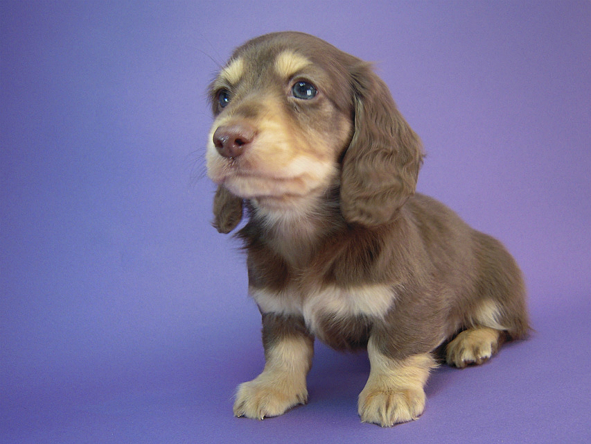 カニヘン　子犬　チョコクリーム男の子　