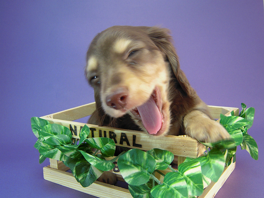 カニヘン　子犬　チョコクリーム男の子　