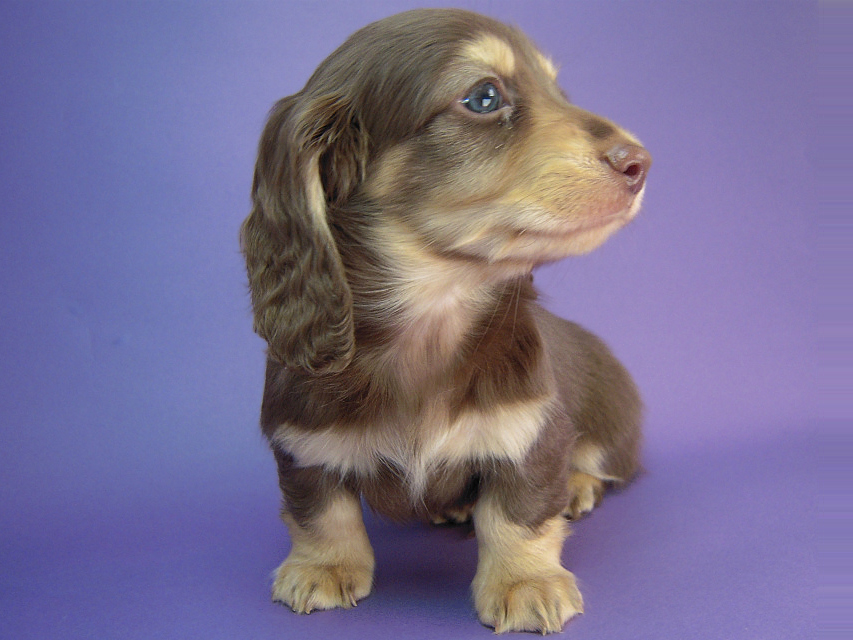 カニヘン　子犬　チョコクリーム男の子　