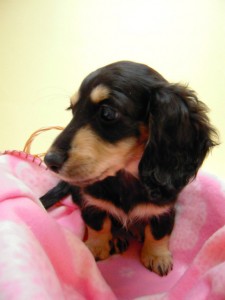 ミニチュア 子犬 ブラッククリーム 女の子 神奈川県・Ｆ様