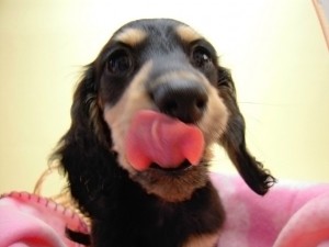 ミニチュア 子犬 ブラッククリーム 女の子 神奈川県・Ｆ様