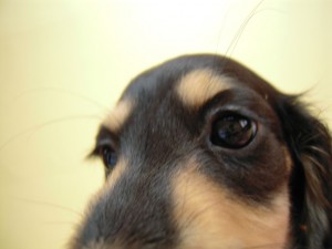 ミニチュア 子犬 ブラッククリーム 女の子 神奈川県・Ｆ様