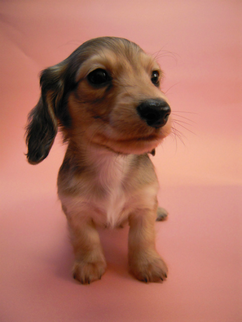 カニンヘン 子犬 シェーデットクリーム 男の子 ハナビの赤ちゃん 10/21生まれ