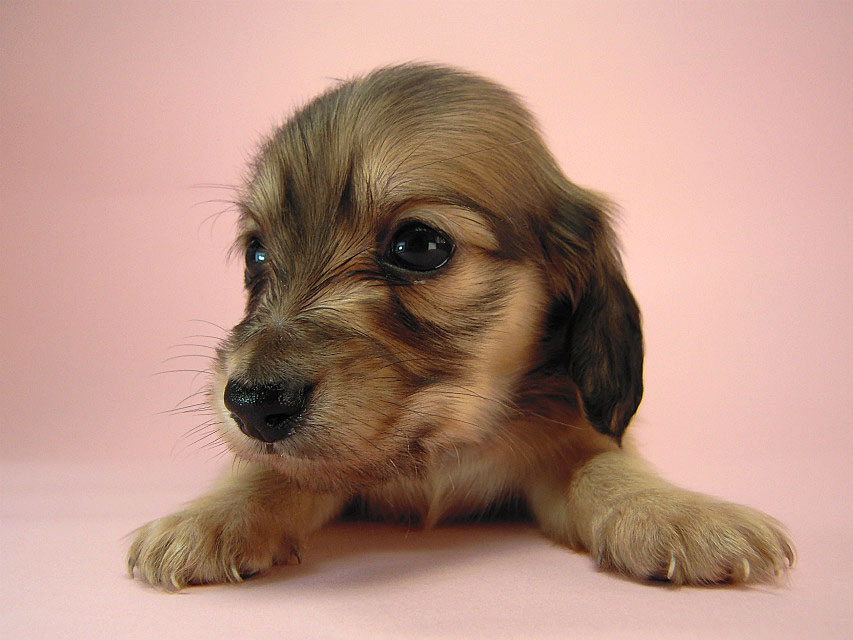 カニヘン 子犬 シェーデットクリーム カニヘン 子犬 シェーデットクリーム